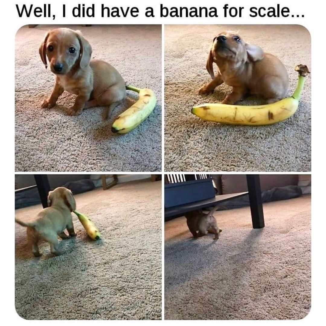 Well did have a banana for scale
