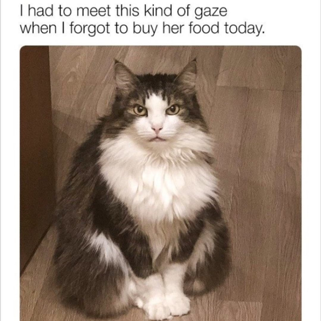 had to meet this kind of gaze when forgot to buy her food today