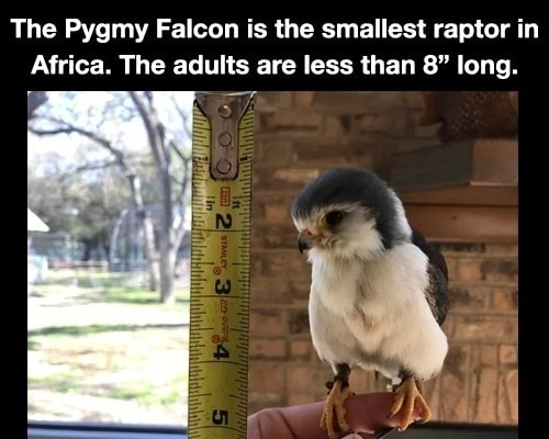 The Pygmy Falcon is the smallest raptor in Africa The adults are less than 8 long