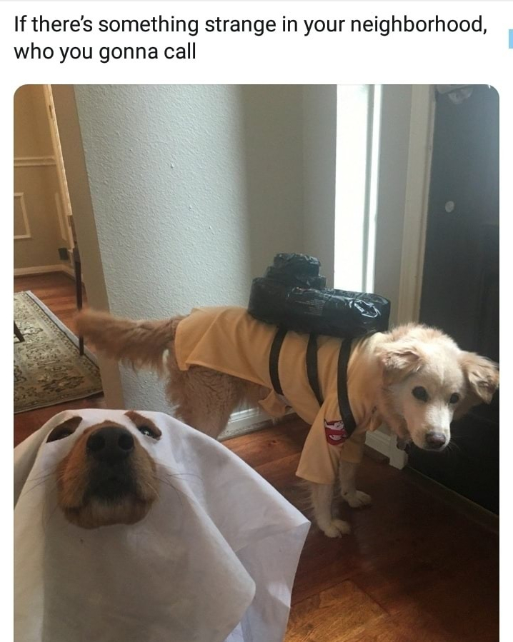 If theres something strange in your neighborhood who you gonna call