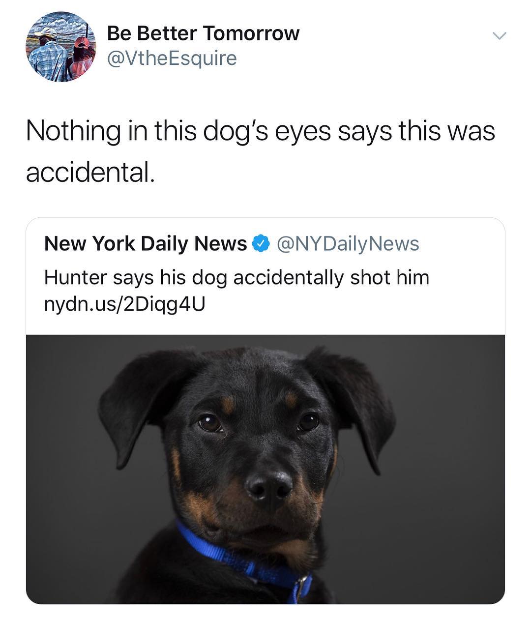 rn Be Better Tomorrow VtheEsquire Nothing in this dogs eyes says this was accidental New York Daily News NYDailyNews Hunter says his dog accidentally shot him nydnus2Digg4U