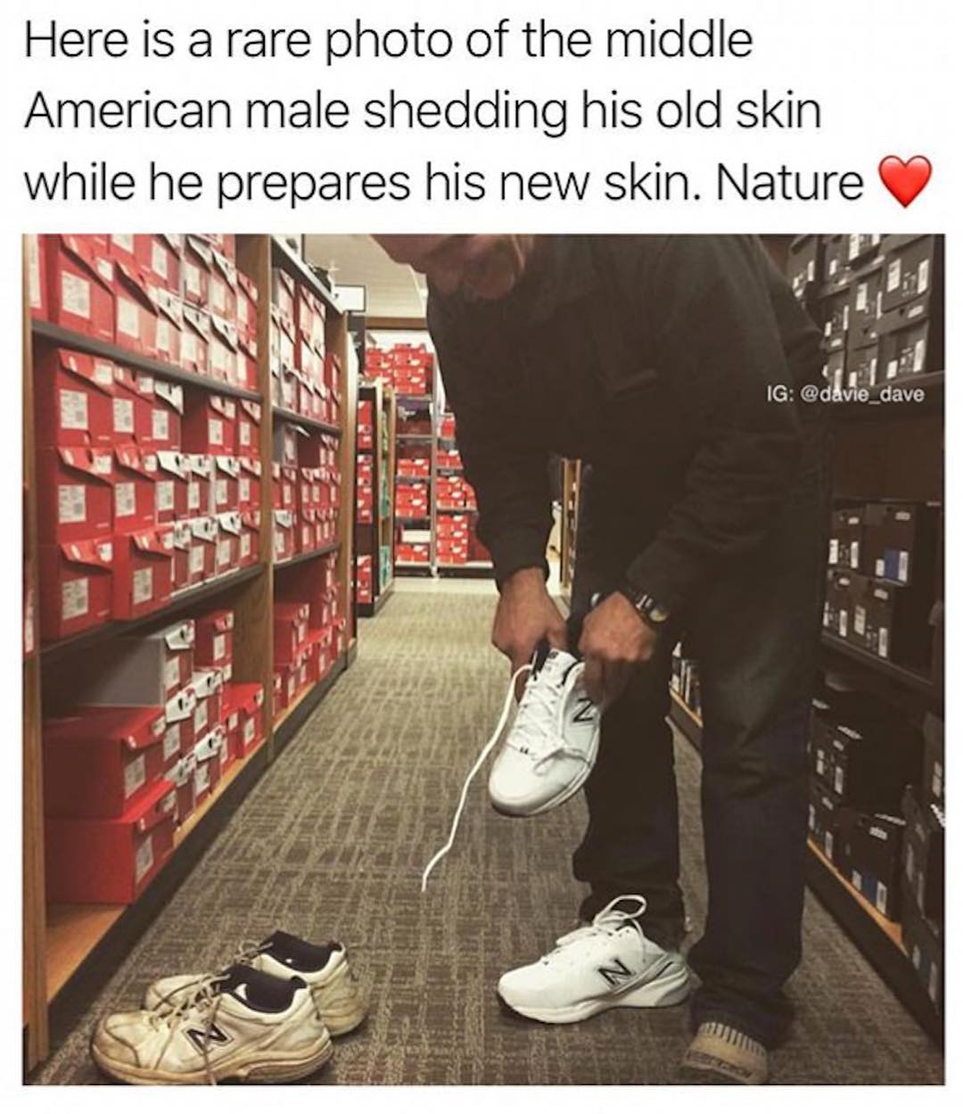 Here is a rare photo of the middle American male shedding his old skin whlle he prepares his new skin Nature V