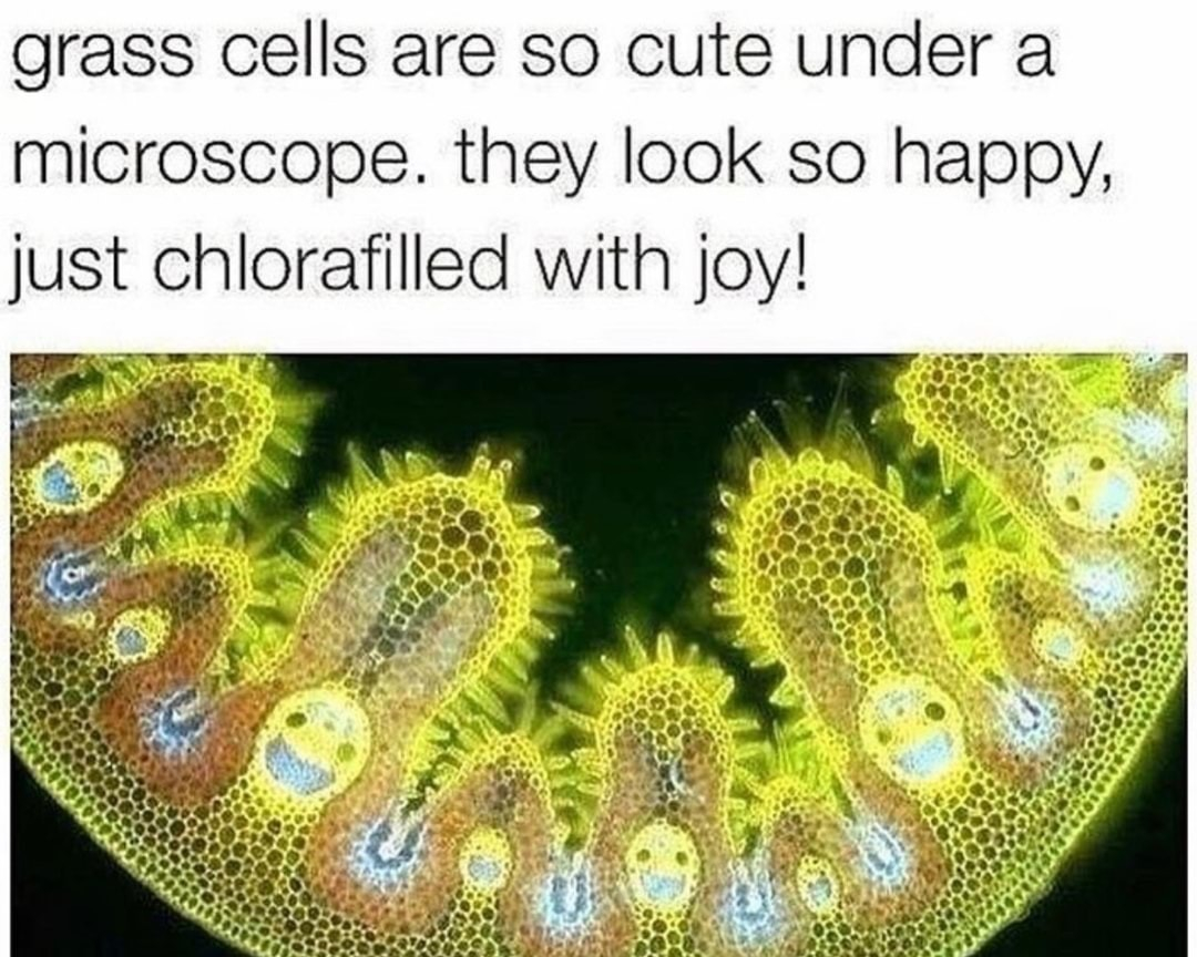grass cells are so cute under a microscope they look so happy just chlorafilled with joy
