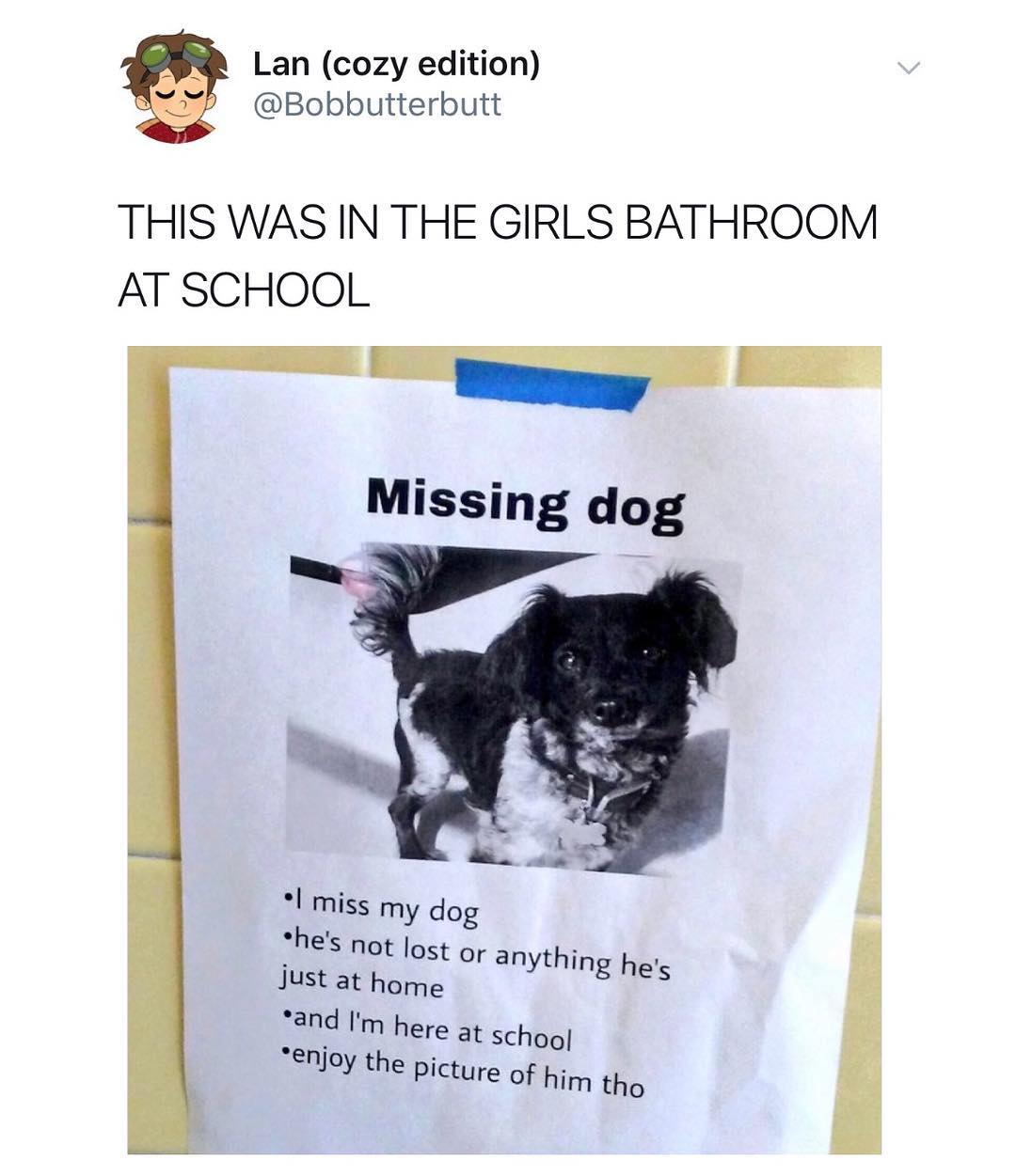 Lan cozy edition Bobbutterbutt THIS WAS IN THE GIRLS BATHROOM AT SCHOOL oy 00 Missing dog l miss my dog hes not lost or an Just at home and Im here 4t schog enjoy the pictyre of him tho Ything hes