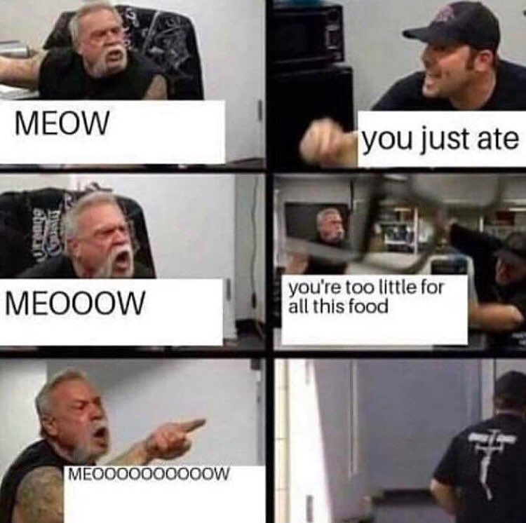 youre too little for all this food MEOOOOQOOOOOW