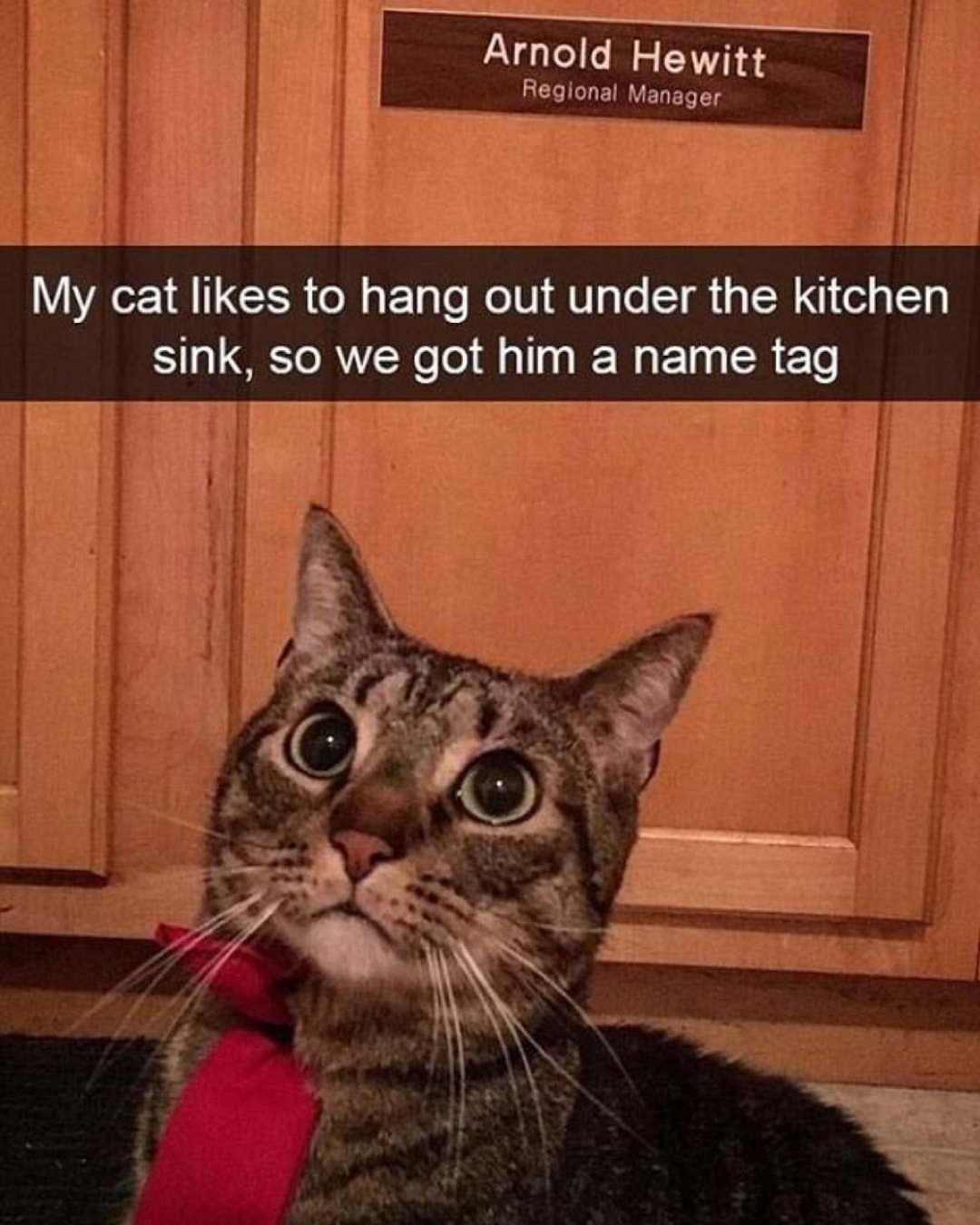 Regional L EGETTT My cat likes to hang out under the kitchen sink so we got him a name tag