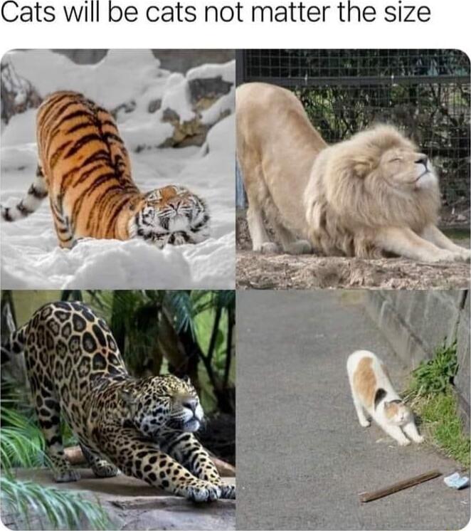 Cats will be cats not matter the size