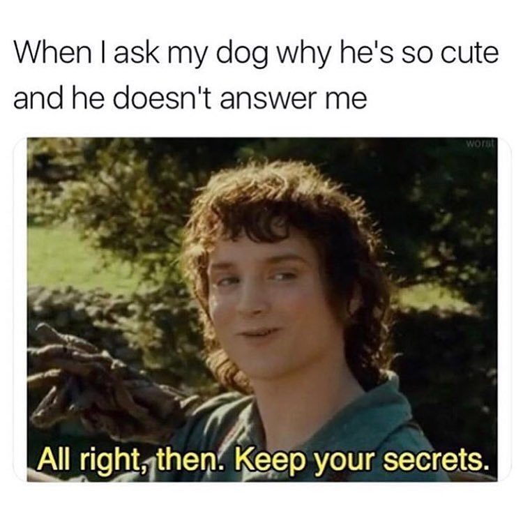 When ask my dog why hes so cute and he doesnt answer me Keep your secrets T