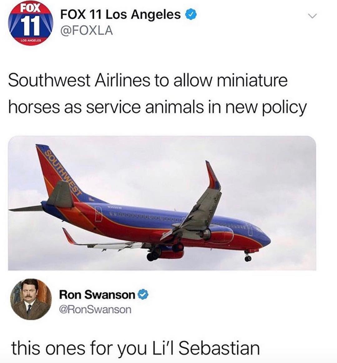 FOX 11 Los Angeles FOXLA Southwest Airlines to allow miniature horses as service animals in new policy Ron Swanson RonSwanson this ones for you Lil Sebastian