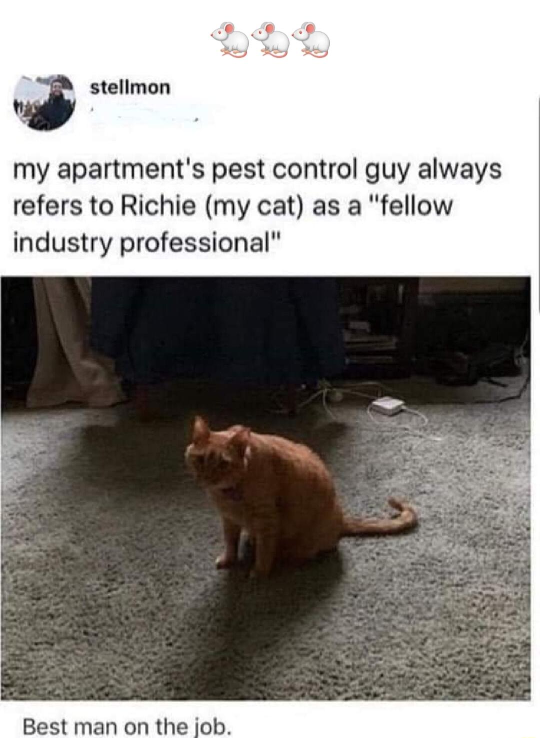 stellmon my apartments pest control guy always refers to Richie my cat as a fellow industry professional Best man on the job