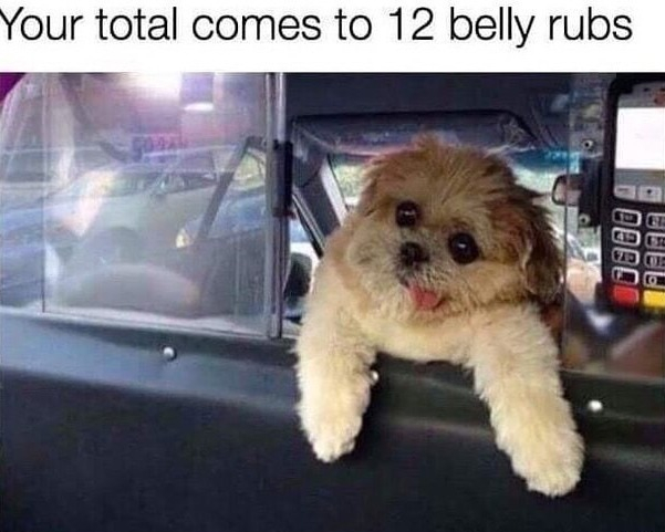 our total comes to 12 belly rubs v AN