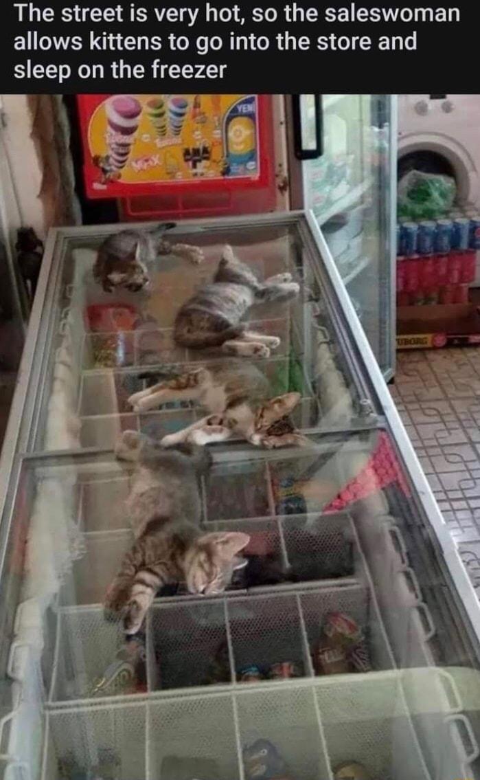 The street is very hot so the saleswoman allows kittens to go into the store and sleep on the freezer 8
