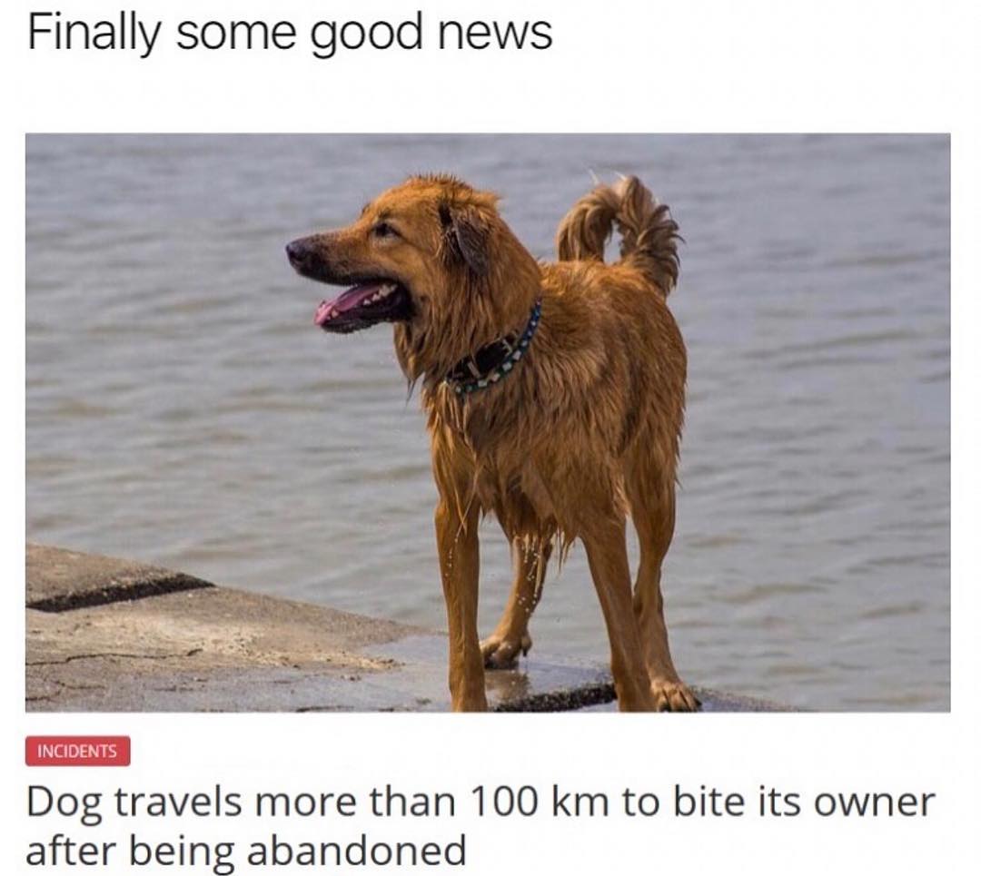 Finally some good news 3 Dog travels more than 100 km to bite its owner after being abandoned