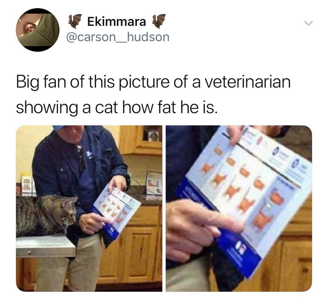 Ekimmara carson__hudson Big fan of this picture of a veterinarian showing a cat how fat he is 1 y 4