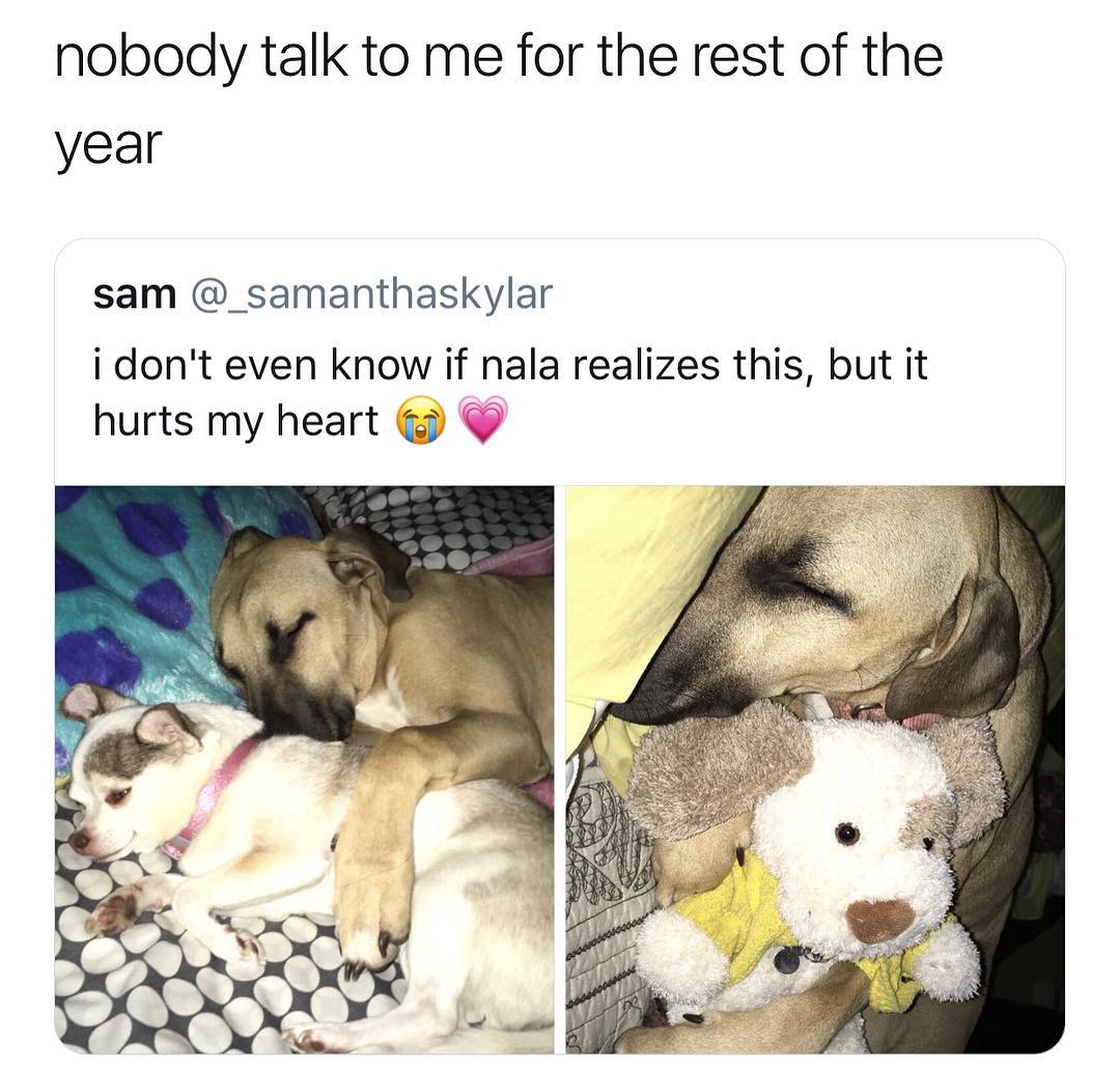 nobody talk to me for the rest of the year sam _samanthaskylar i dont even know if nala realizes this but it hurts my heart