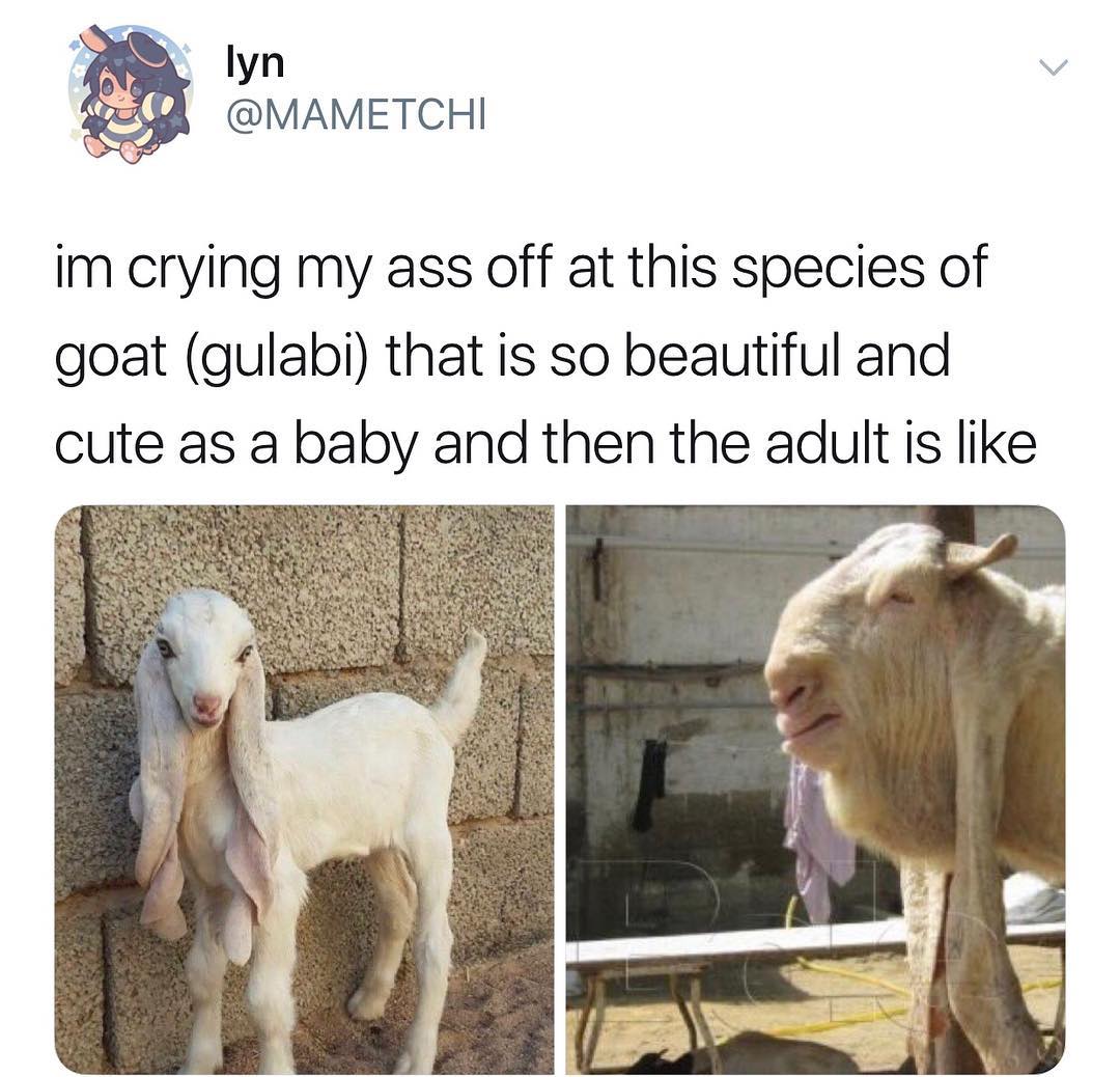 lyn v MAMETCHI im crying my ass off at this species of goat gulabi that is so beautiful and cute as a baby and then the adult is like