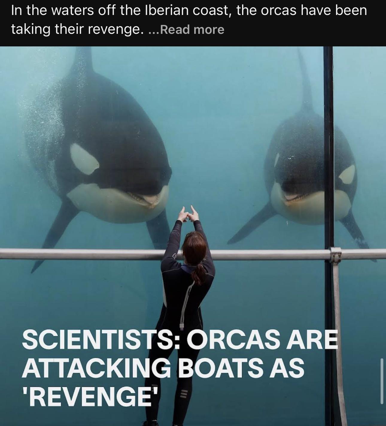 In the waters off the Iberian coast the orcas have been taking their revenge Read more 1 ATTACKING BOATS AS SCIENTISTS ORCAS AR REVENGE