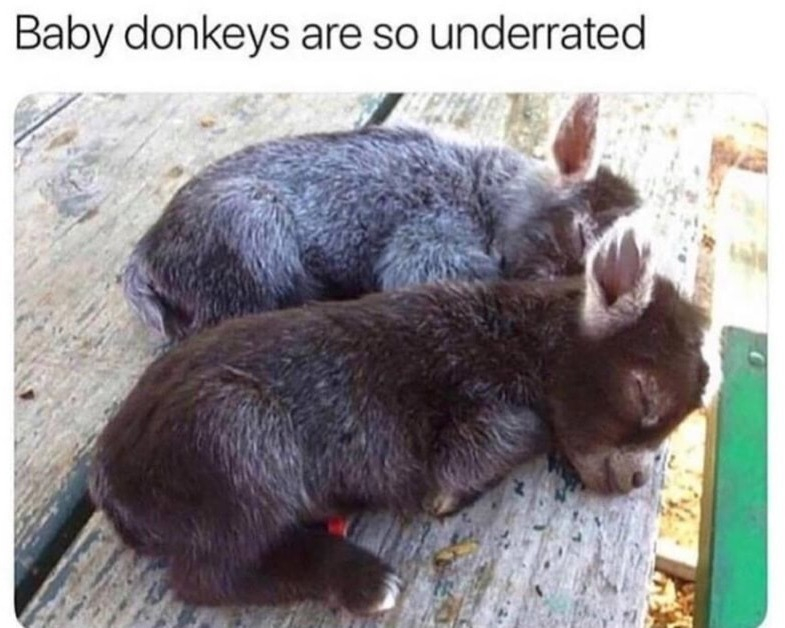 Baby donkeys are so underrated