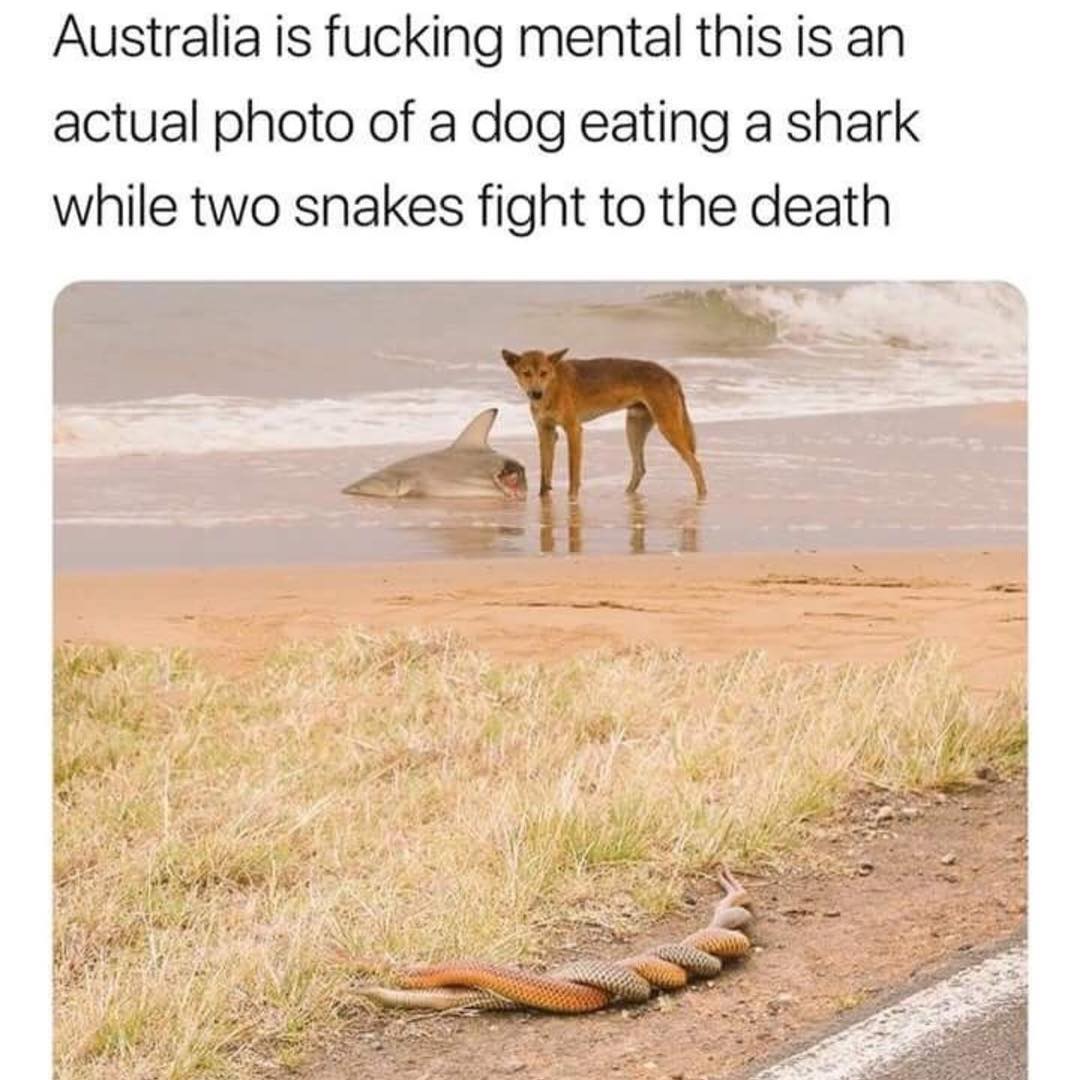 Australia is fucking mental this is an actual photo of a dog eating a shark while two snakes fight to the death