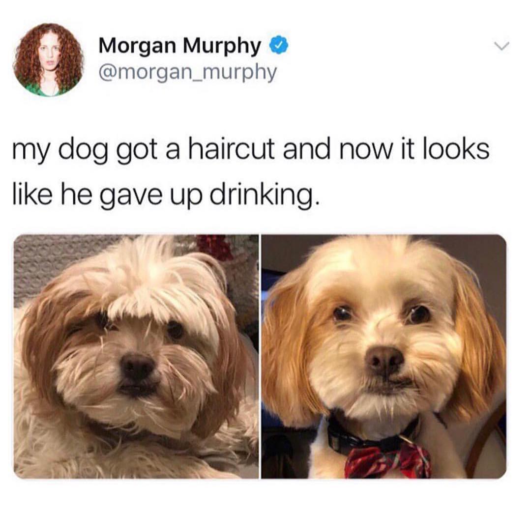 44 Morgan Murphy morgan_murphy my dog got a haircut and now it looks like he gave up drinking II