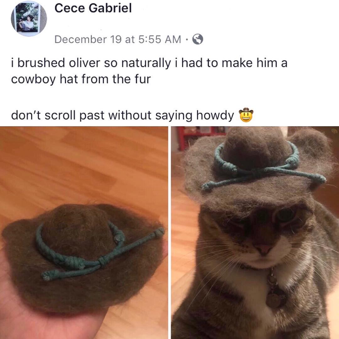 Cece Gabriel December 19 at 555 AM Q i brushed oliver so naturally i had to make him a cowboy hat from the fur dont scroll past without saying howdy o W