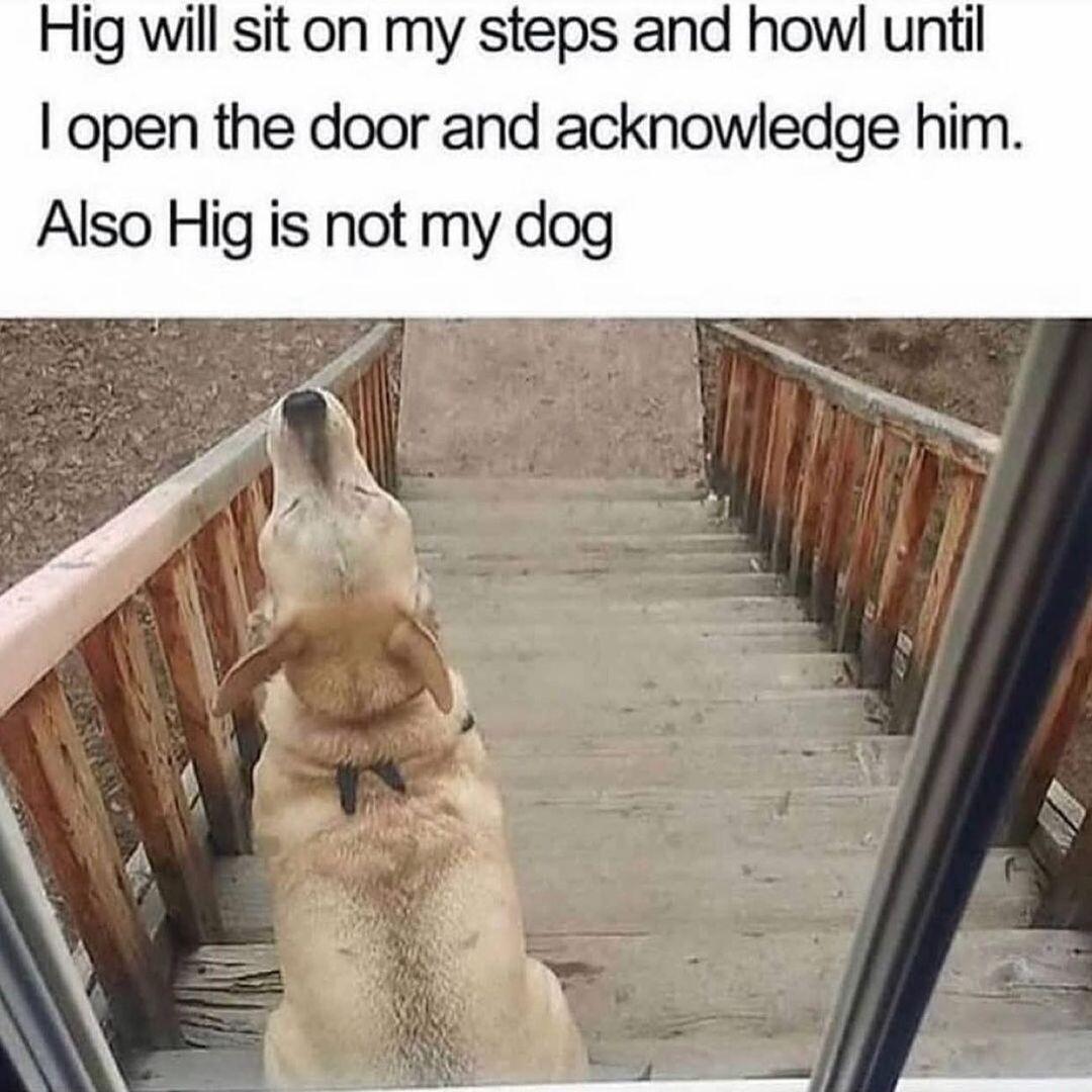 Hig will sit on my steps and how until open the door and acknowledge him Also Hig is not my dog