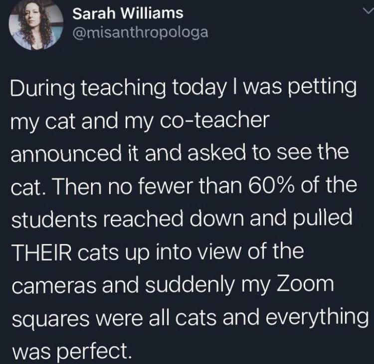 CETELRWITEIR S k IICEgliglge eTelele Y Dl RcE e allaleRlele EVARVE L oliutlgle my cat and my co teacher announced it and asked to see the cat Then no fewer than 60 of the students reached down and pulled THEIR cats up into view of the cameras and suddenly my Zoom squares were all cats and everything was perfect