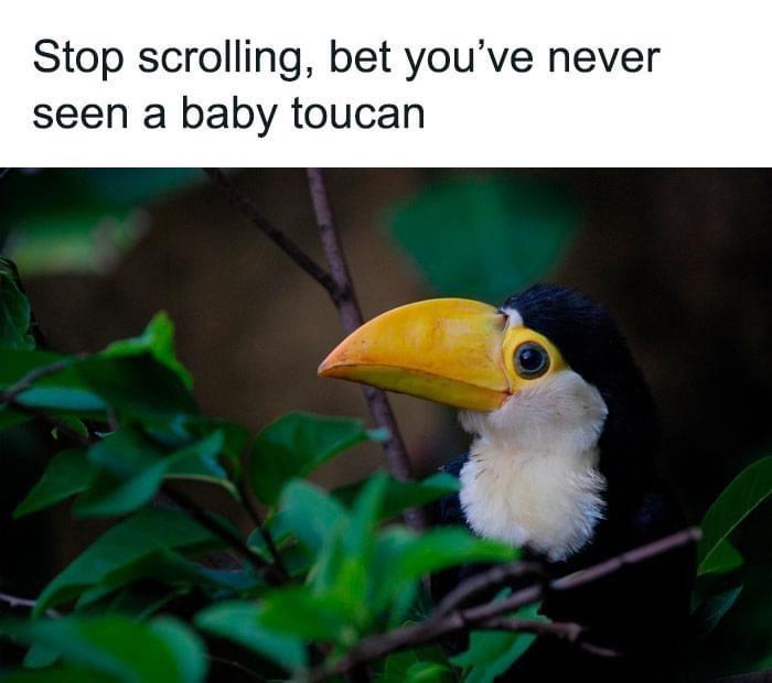 Stop scrolling bet youve never seen a baby toucan