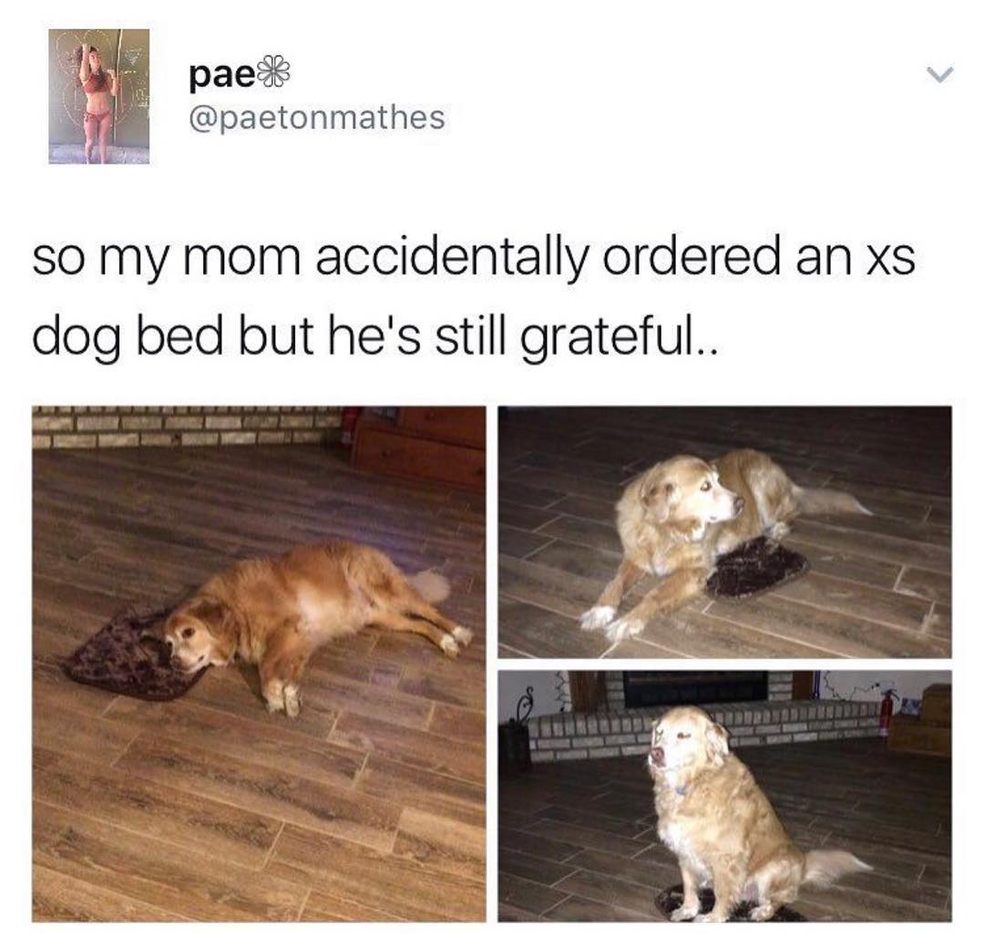 paed paetonmathes so my mom accidentally ordered an xs dog bed but hes still grateful