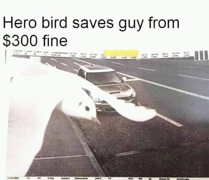 Hero bird saves guy from 300 fine S S
