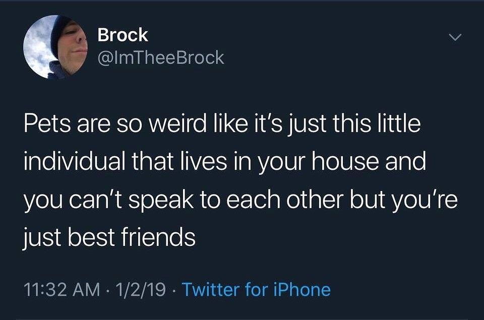 1270e1 4 v ImTheeBrock Pets are so weird like its just this little laleVile VE1RigEIRIVEISH g RYo U Mo 1UiRg o you cant speak to each other but youre just best friends 1132 AM 1219 Twitter for iPhone
