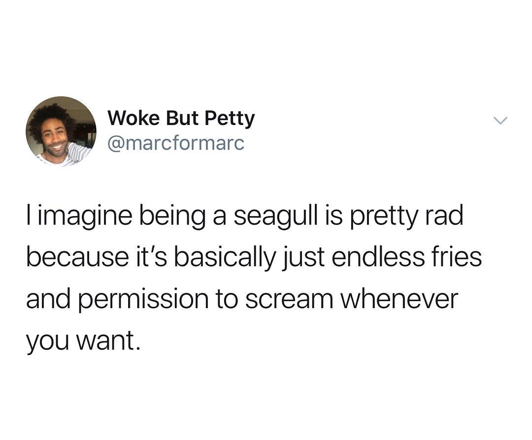 Woke But Petty marcformarc imagine being a seagull is pretty rad because its basically just endless fries and permission to scream whenever you want