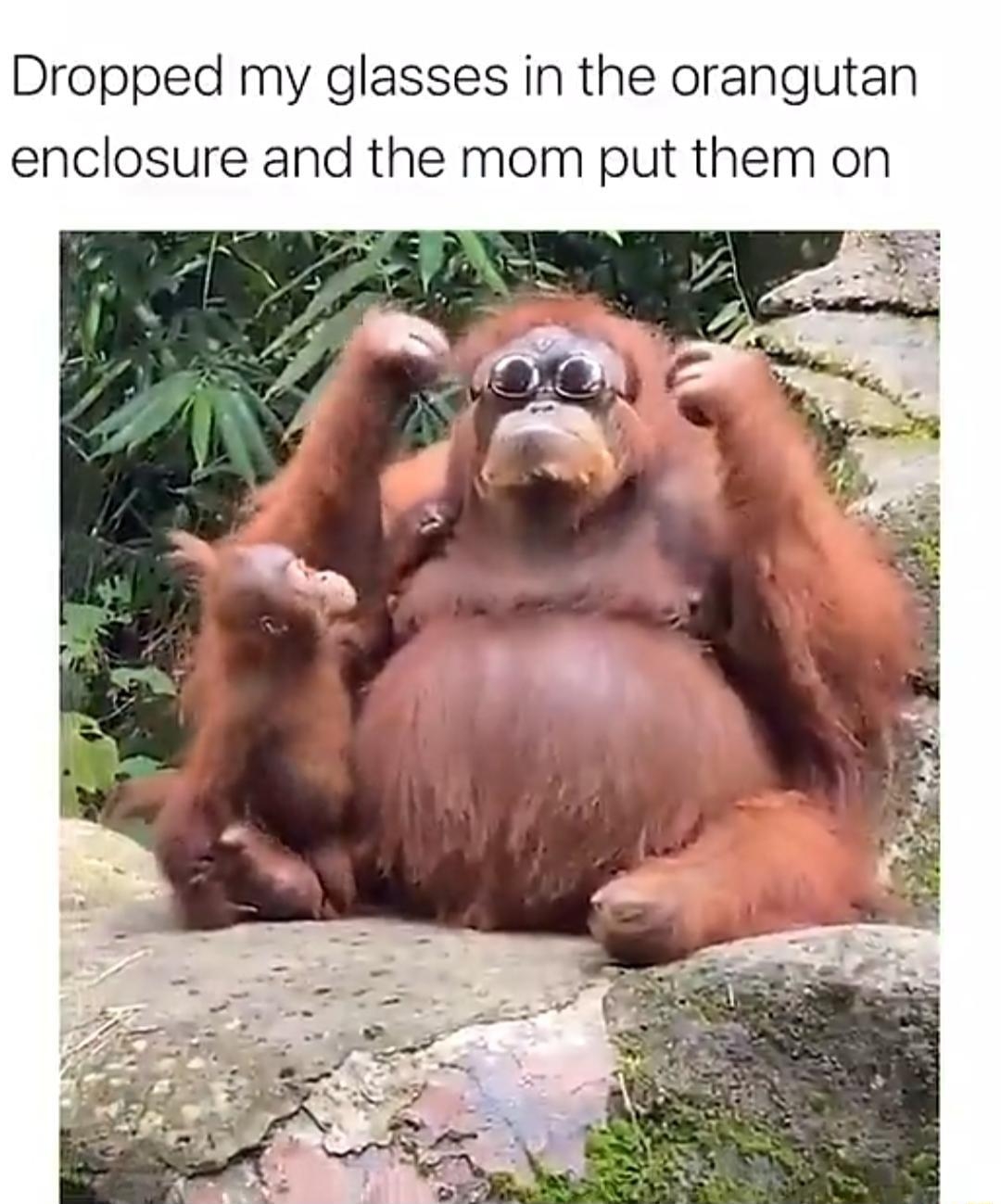 QW Colitatestu_ Dropped my glasses in the orangutan enclosure and the mom put them on