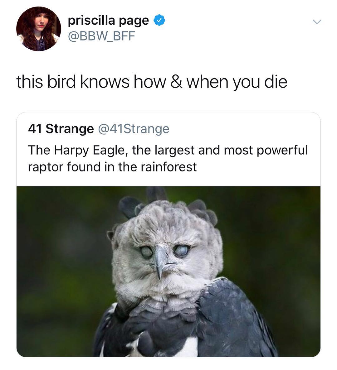 priscilla page Y BBW_BFF this bird knows how when you die 41 Strange 41Strange The Harpy Eagle the largest and most powerful raptor found in the rainforest