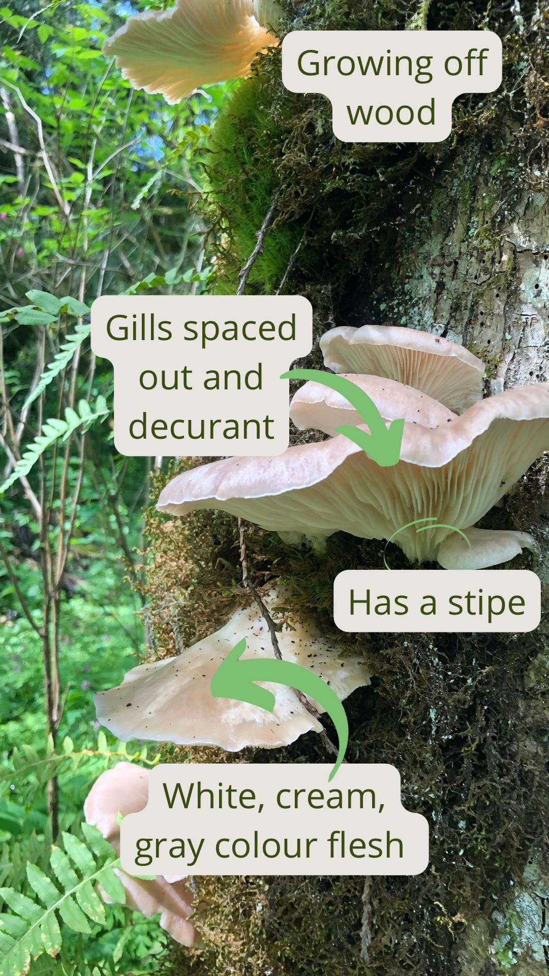 White cream gray colour flesh