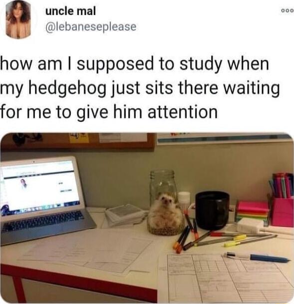 uncle mal lebaneseplease how am supposed to study when my hedgehog just sits there waiting or me to give him attention