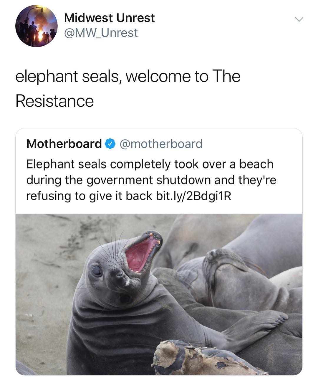 Midwest Unrest MW_Unrest elephant seals welcome to The Resistance Motherboard motherboard Elephant seals completely took over a beach during the government shutdown and theyre refusing to give it back bitly2Bdgi1R oy e