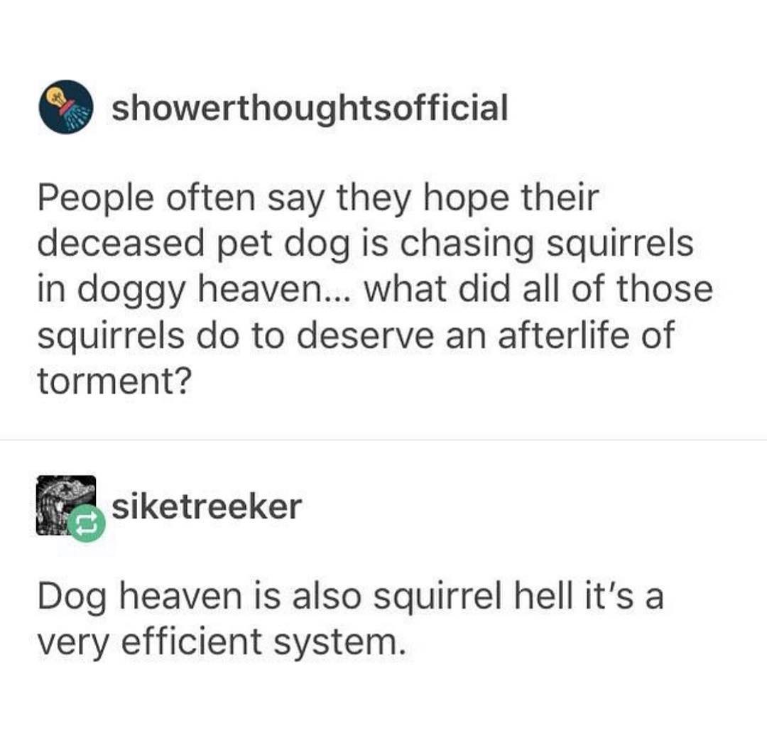 showerthoughtsofficial People often say they hope their deceased pet dog is chasing squirrels in doggy heaven what did all of those squirrels do to deserve an afterlife of torment m siketreeker Dog heaven is also squirrel hell its a very efficient system