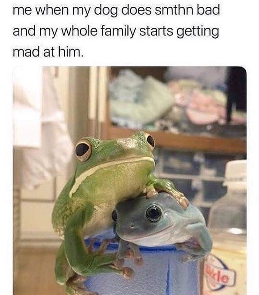 me when my dog does smthn bad and my whole family starts getting mad at him