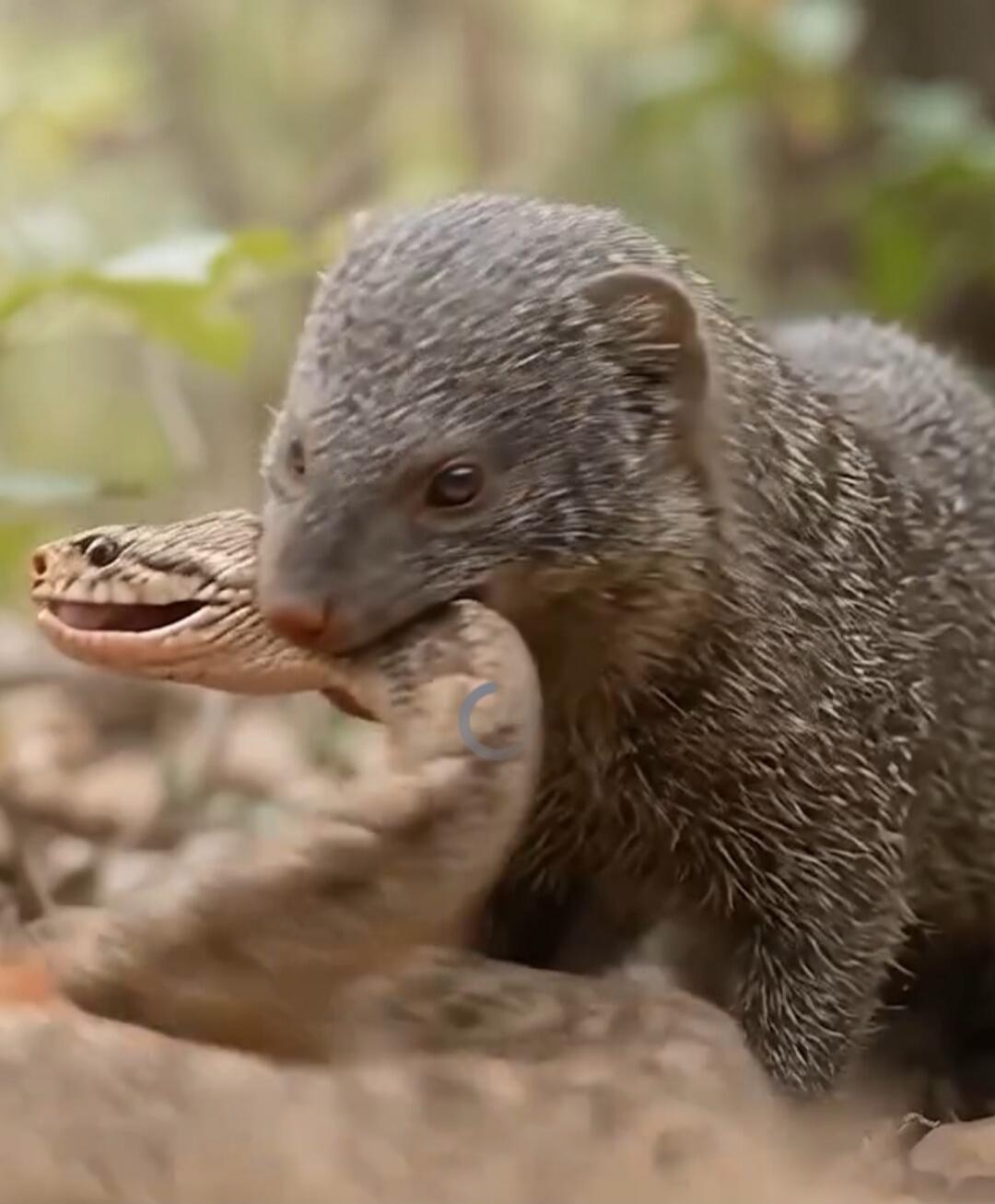 A small furry mammal and a snake interact closely; the mammal appears to be near the snake's head.