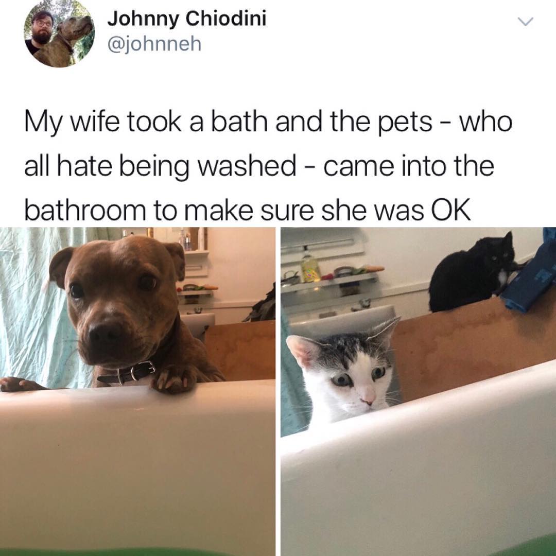 e Johnny Chiodini johnneh My wife took a bath and the pets who all hate being washed came into the bathroom to make sure she was OK