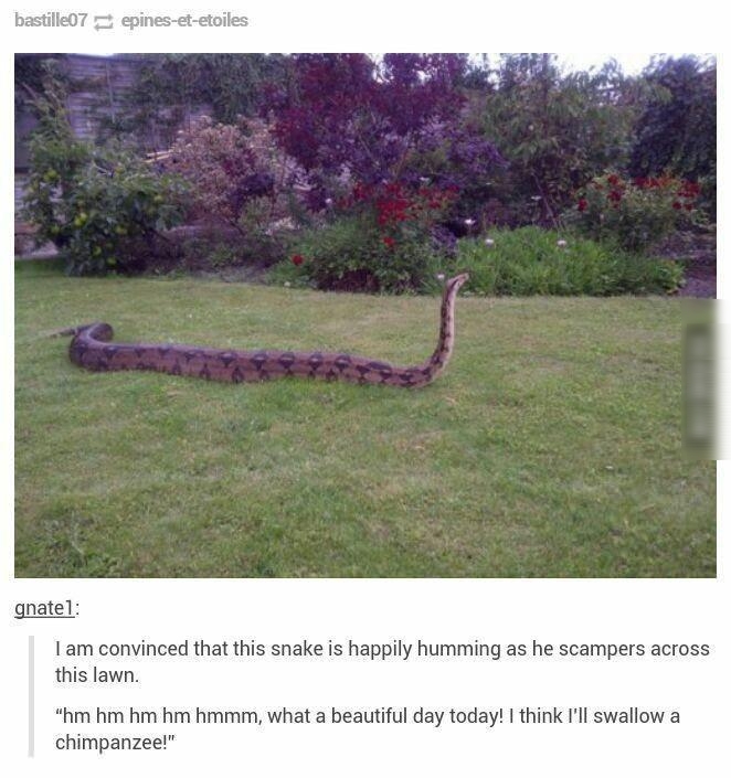 bastille07 8 B 8 gnatel I am convinced that this snake is happily humming as he scampers across this lawn hm hm hm hm hmmm what a beautiful day today I think Ill swallow a chimpanzee