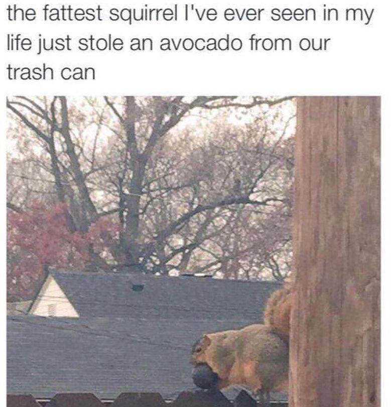 the fattest squirrel Ive ever seen in my life just stole an avocado from our trash can