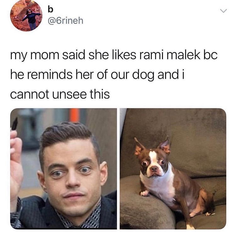 A28 1 6rineh my mom said she likes rami malek bc he reminds her of our dog and i cannot unsee this