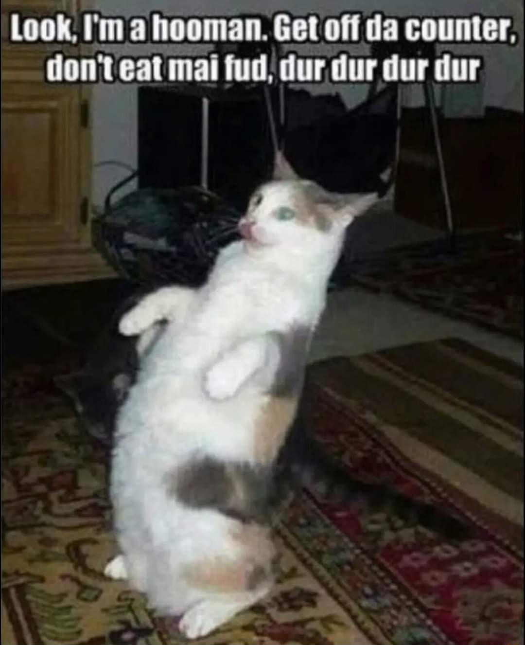 Look Im a hooman Get off da counter OTUCE TR TR TG T T T
