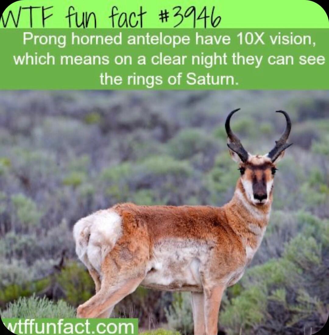 WTF fun fa M Prong horned antelope have 10X vision which means on a clear night they can see the rings of Saturn