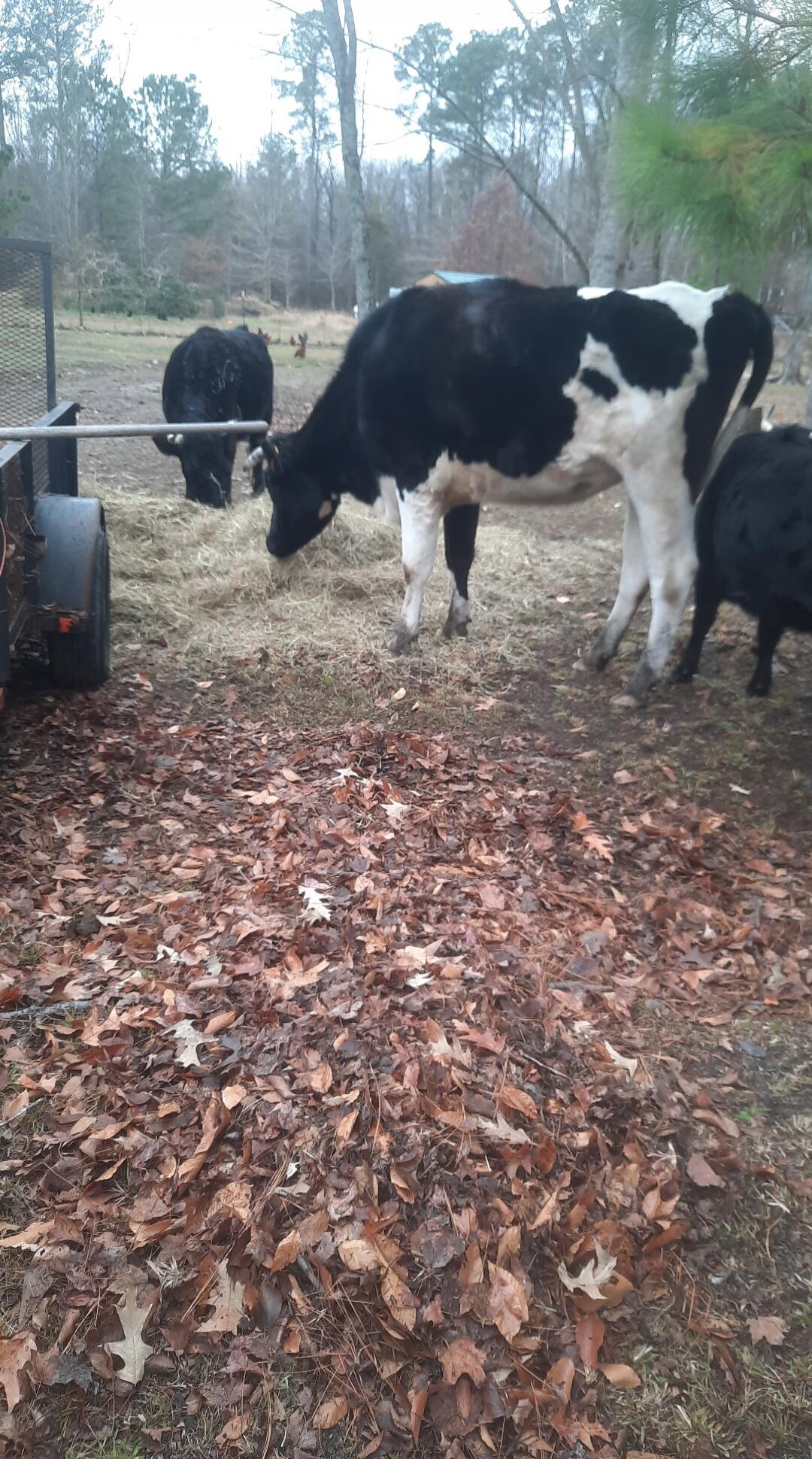 A black and white dairy cow is eating hay from a feeder in a rural farm setting. Other cows are visible in the background, and there are autumn leaves scattered on the ground.