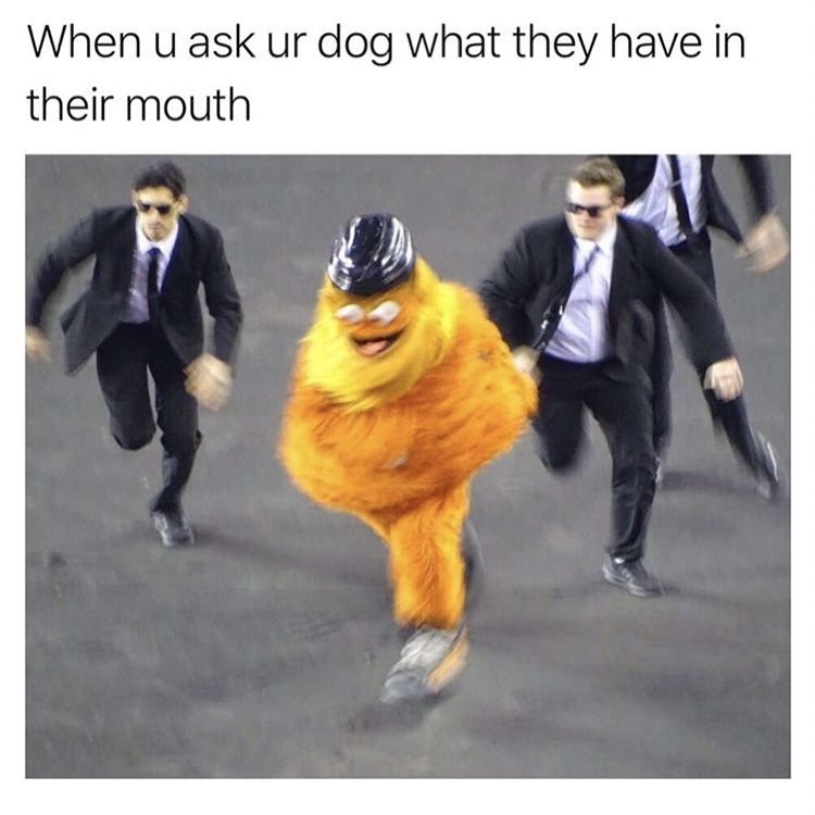 When u ask ur dog what they have in their mouth
