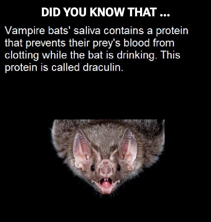 DID YOU KNOW THAT ... Vampire bats' saliva contains a protein that prevents their prey's blood from clotting while the bat is drinking. This protein is called draculin.