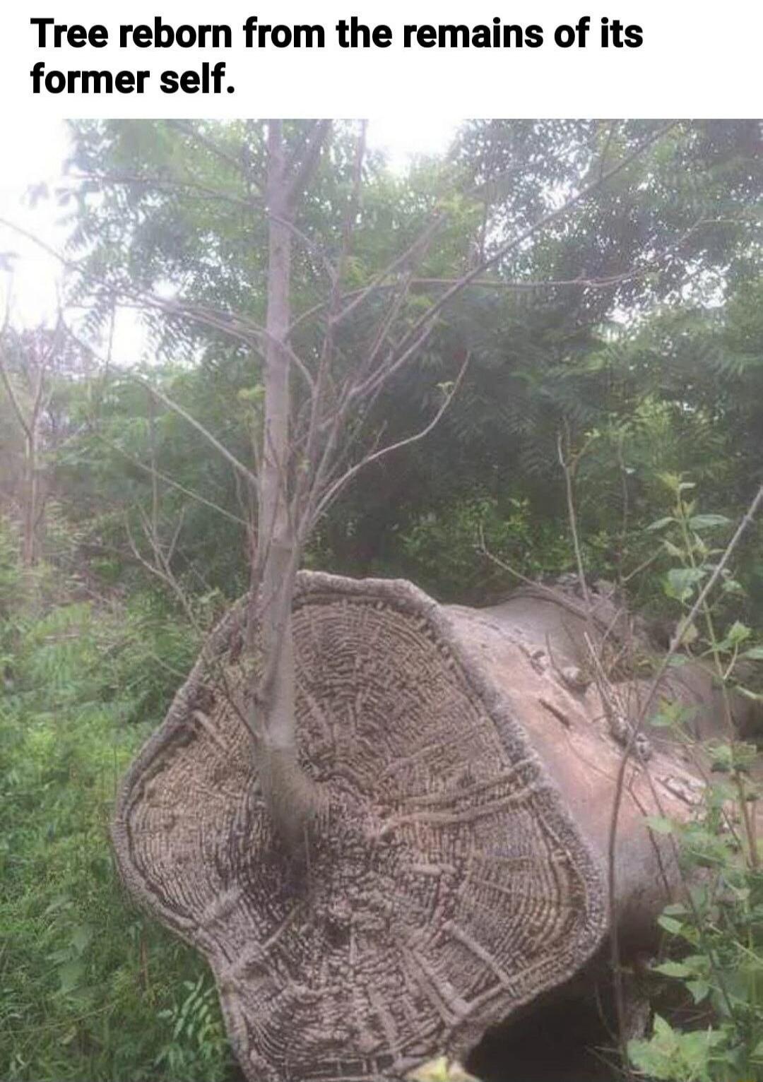 Tree reborn from the remains of its former self.